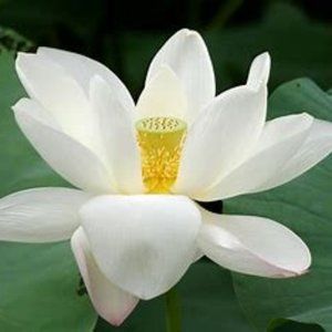 Meet your Posher, Chanda